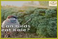 Can Birds Eat Herbs? - Kylon Powell