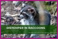 Can Raccoons Get Distemper? - Kylon Powell