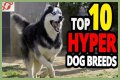 Does royal canin make dogs hyper?