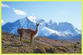 Wildlife in Patagonia: 20 Amazing Species